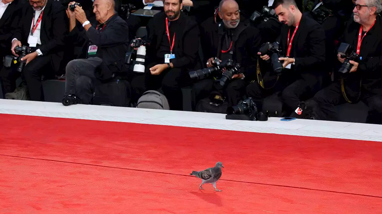 See a Pigeon Walk the Red Carpet at the 2023 Venice Film Festival