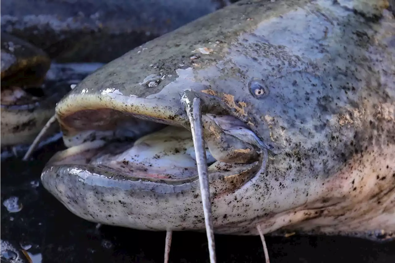 Raubfisch auf Vormarsch: Warum man am Rhein gegen die Ausbreitung des Flusswelses vorgehen sollte