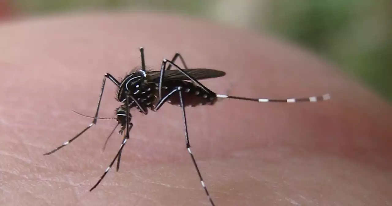 West Nile, un morto in Brianza: 'La malattia concausa del decesso'. A Seregno decisa una disinfestazione straordinaria