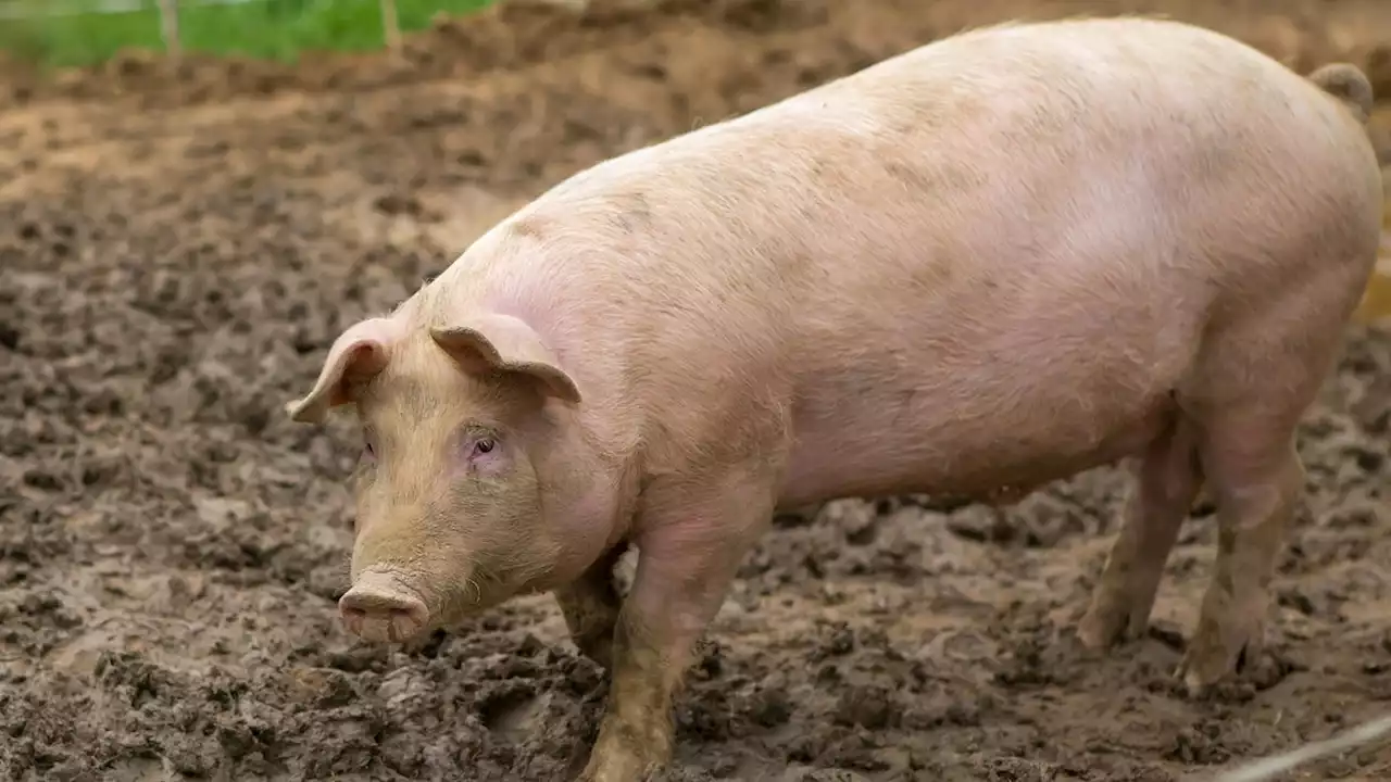 A Pig Kidney Has Now Survived Inside a Human Body for Six Weeks and Counting