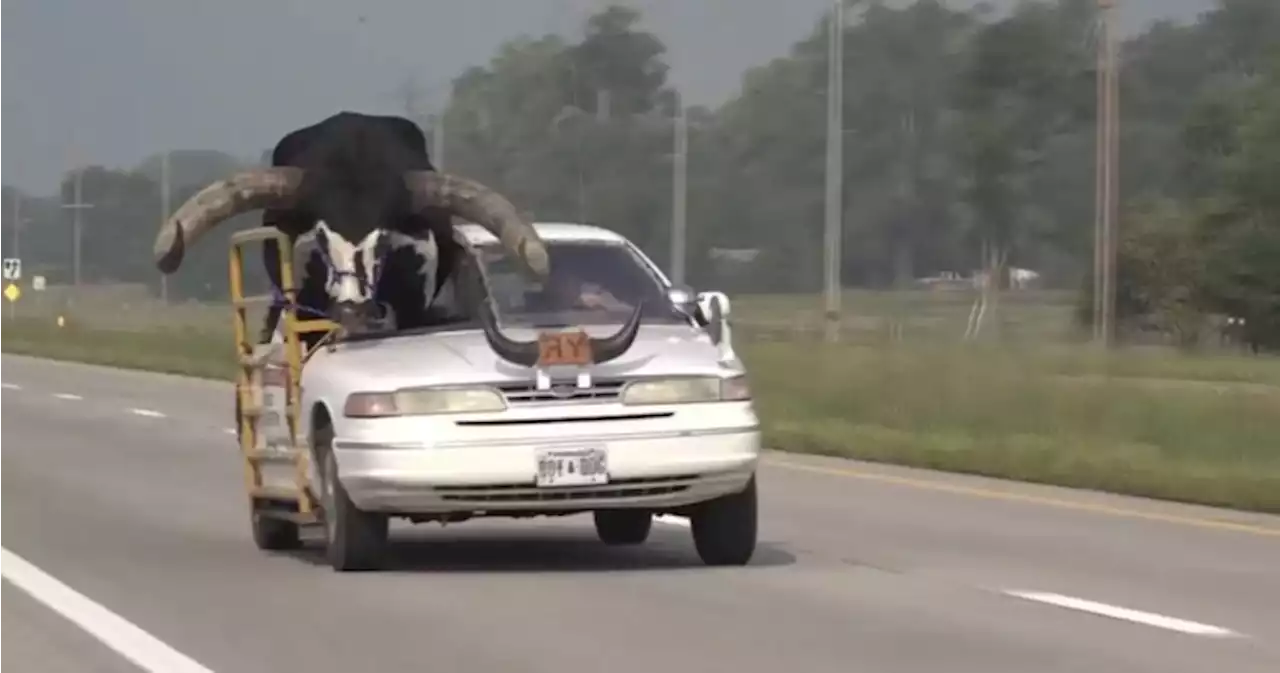 Car with giant bull named Howdy Doody riding shotgun pulled over in Nebraska