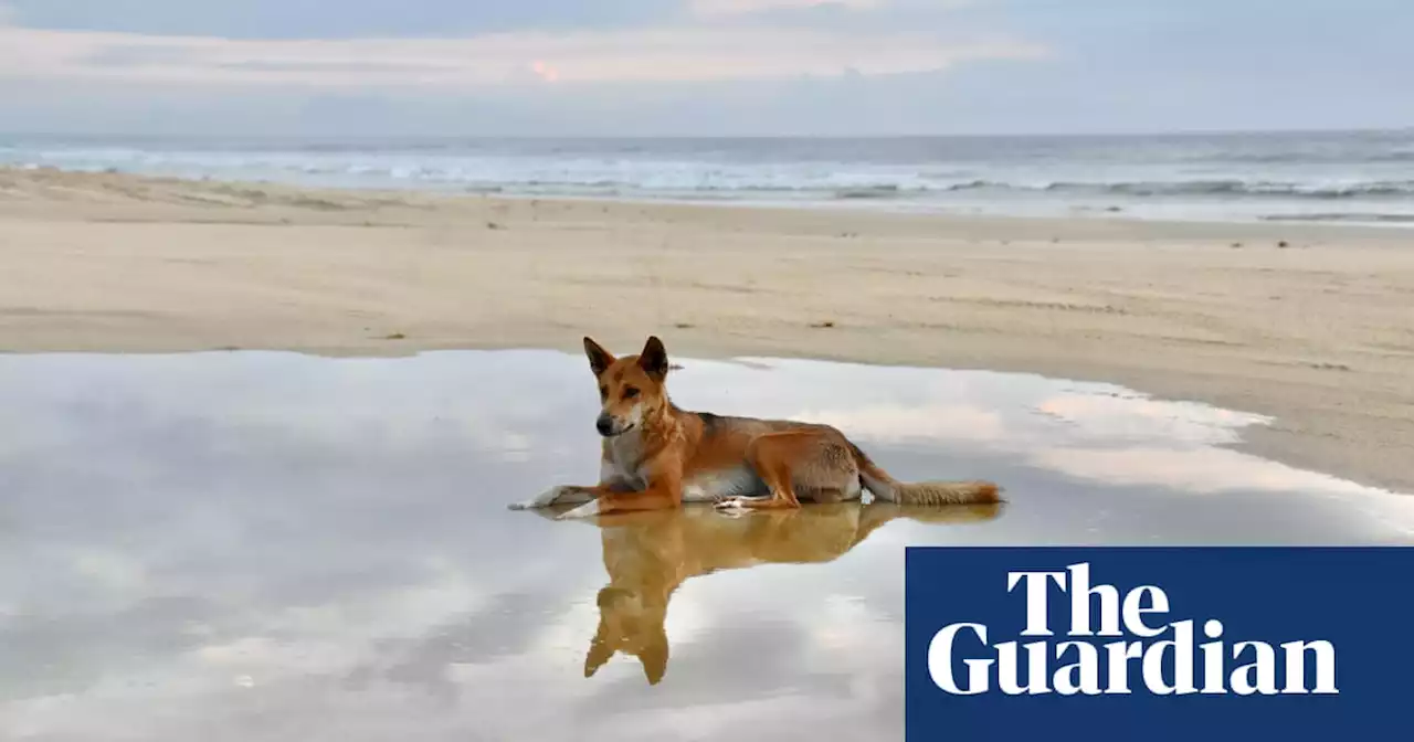 Scientists demand end to dingo baiting after research reveals most are genetically pure