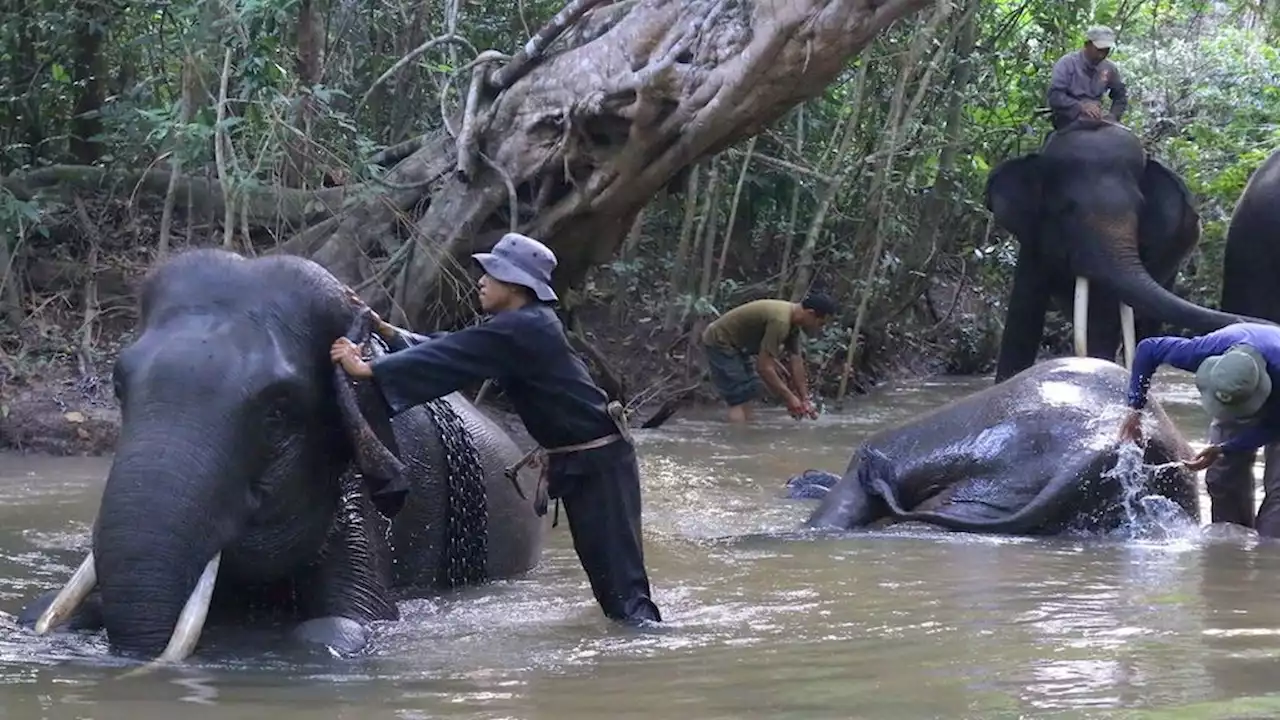 Wisata Konservasi di TNWK Bakal Dibuka Akhir Tahun