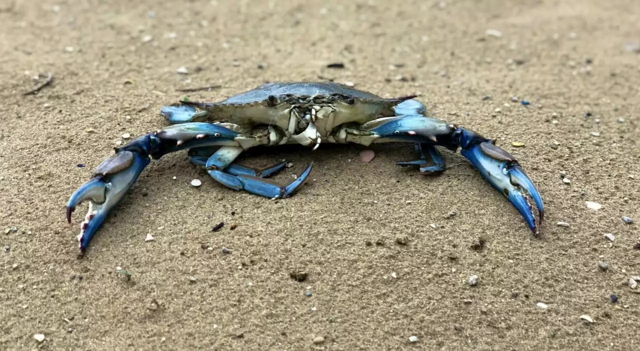 Granchio blu, individuata nuova specie nell'Adriatico: «Ma per ora non c'è doppia invasione»