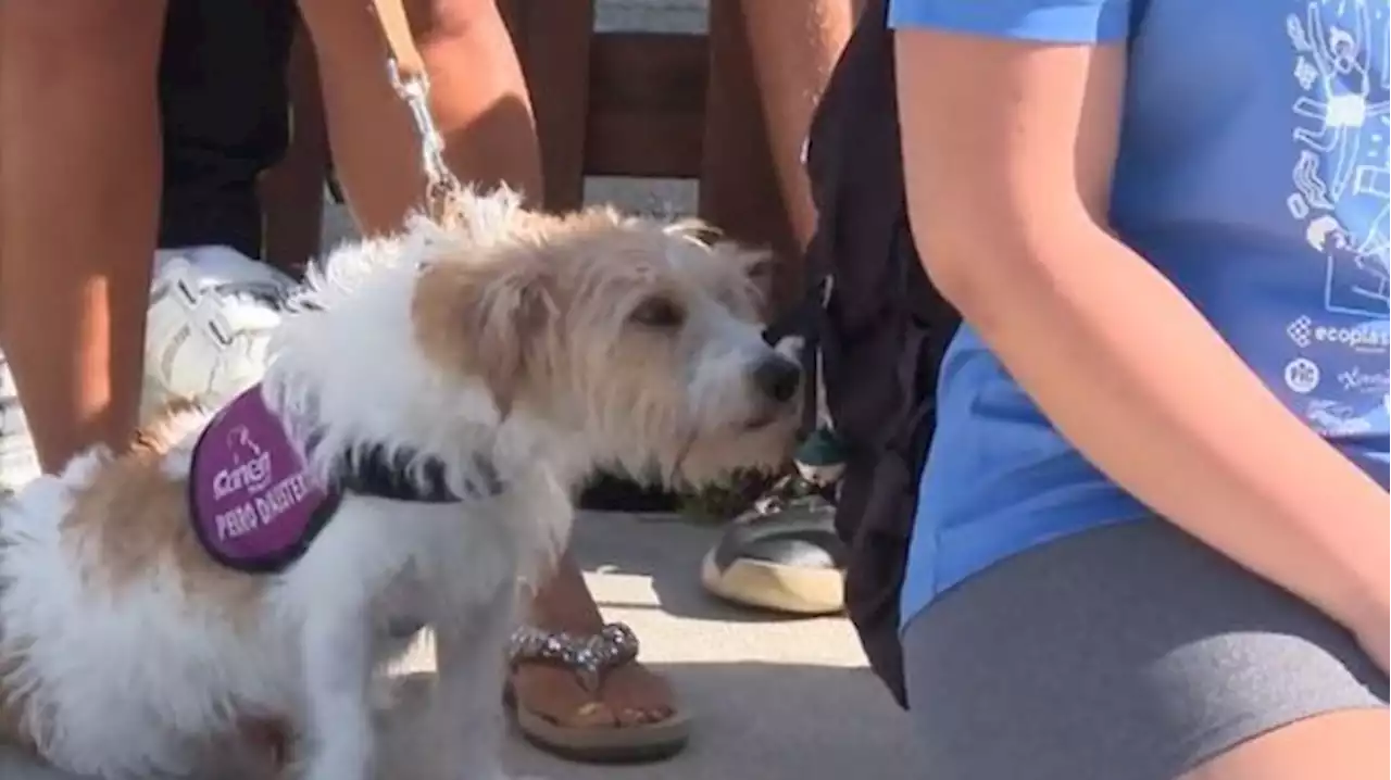 Sweet, un perro que convive en un campamento con 40 menores con diabetes donde aprenden a gestionar su enfermedad