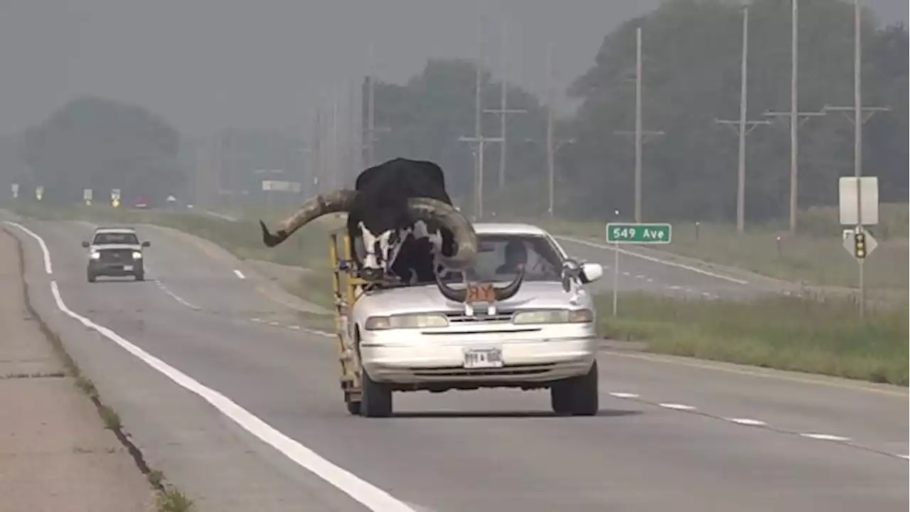 Video shows bull named Howdy Doody riding shotgun in sedan on Nebraska highway