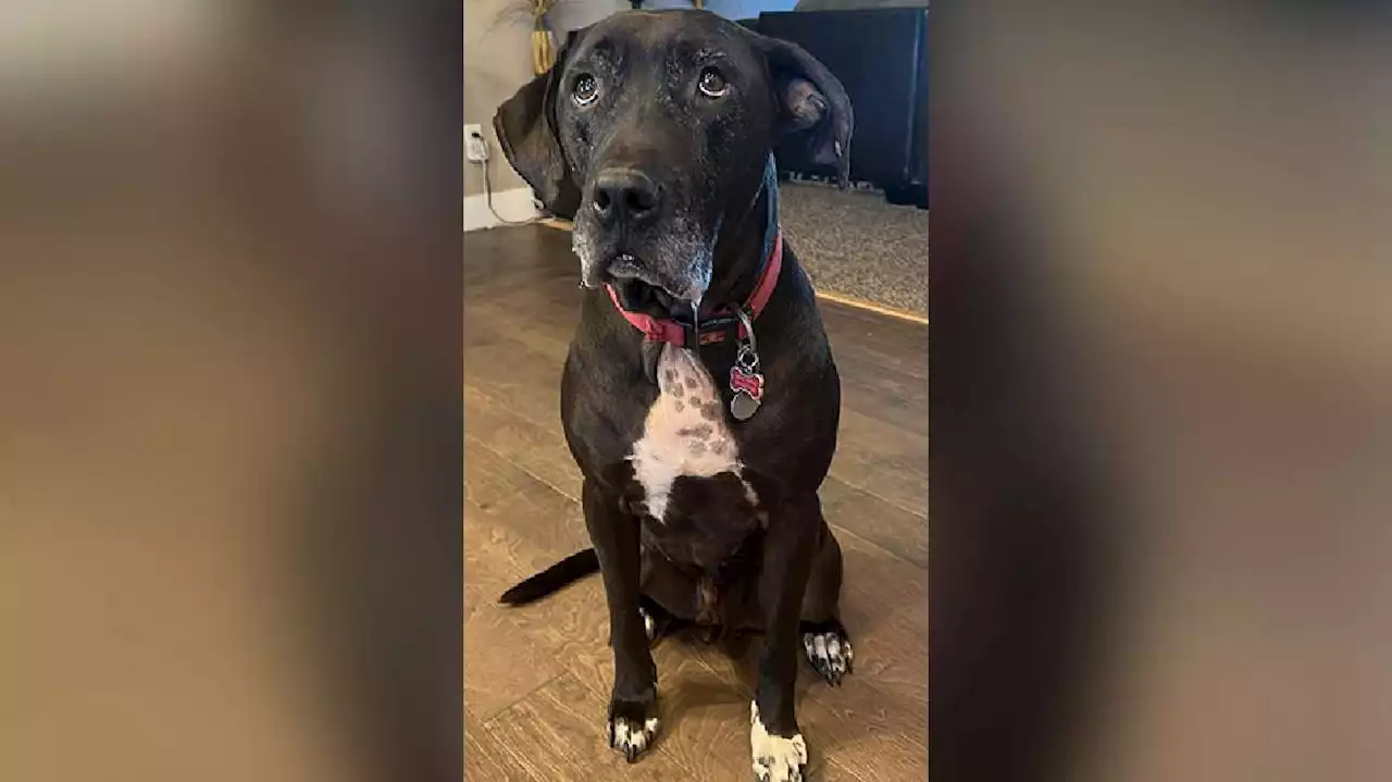 Family posts warning sign after dog dies from exposure to Utah Lake toxins