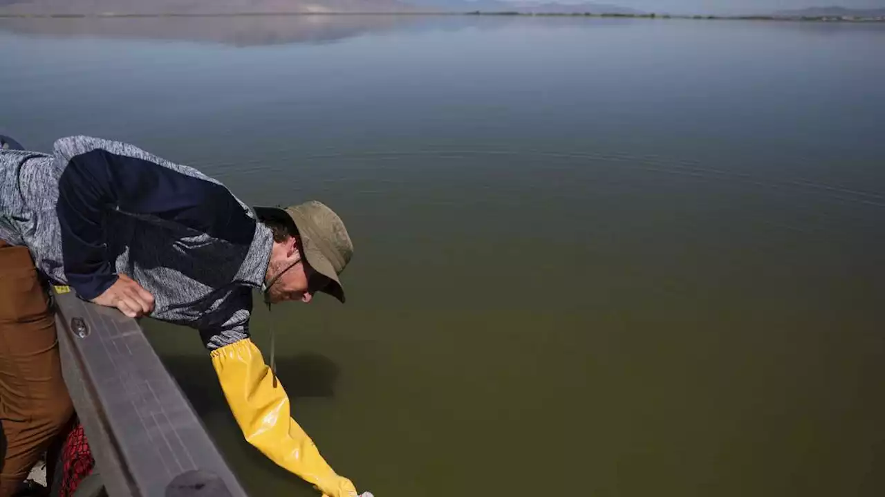 Large algal bloom warning remains in place at Utah Lake