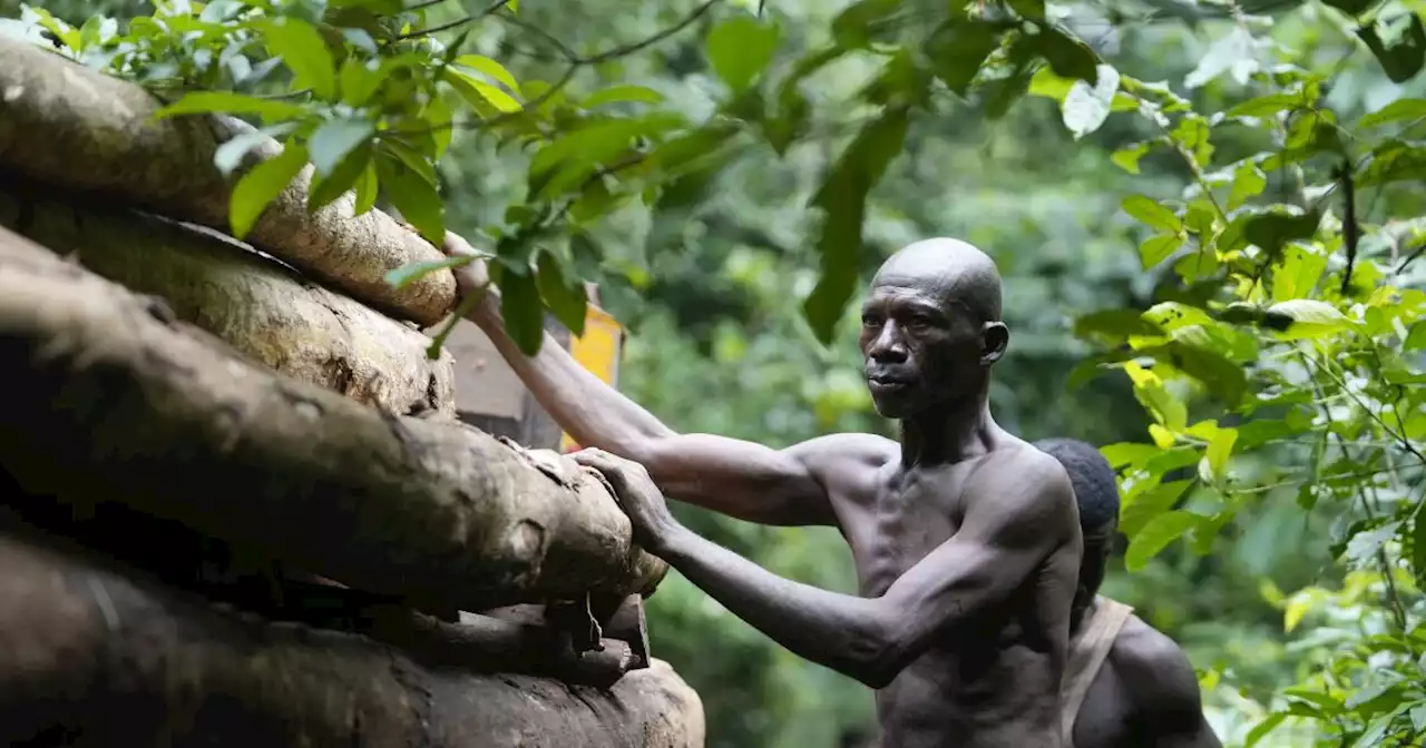 Logging is growing in a Nigerian forest home to endangered elephants