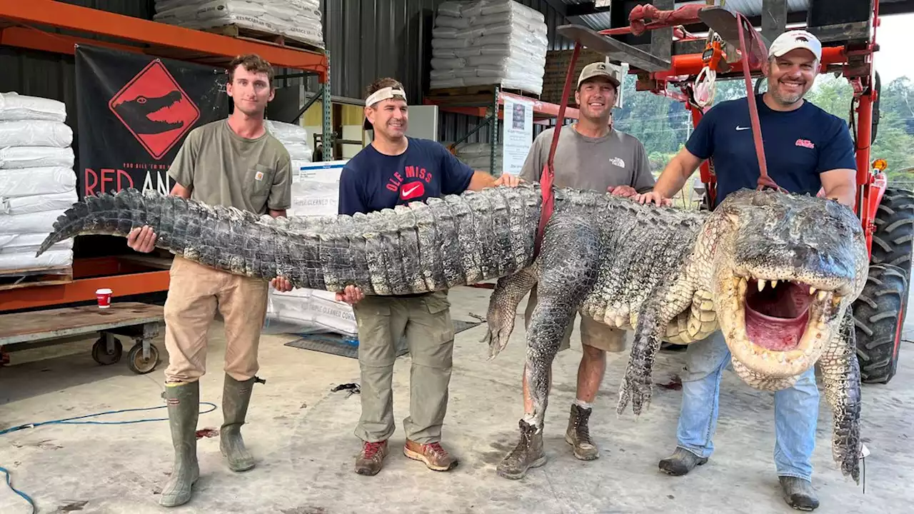 800-pound alligator is the longest ever caught in Mississippi