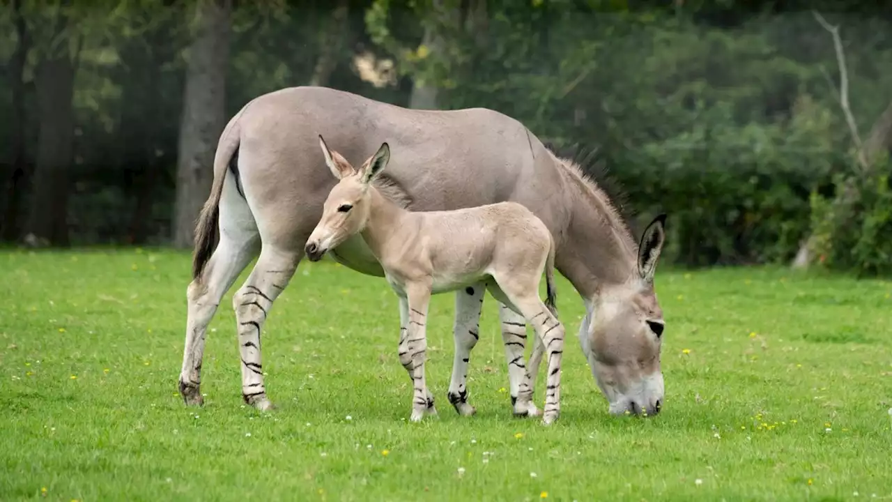 Critically endangered donkey with stripy 'zebra legs' born in UK zoo