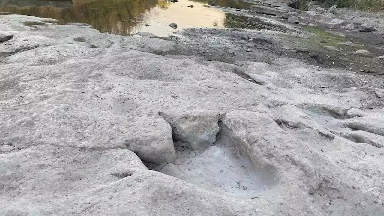 One of the longest dino tracks in the world revealed by drought in Texas state park