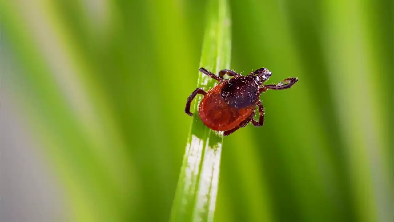 Tick bites: Symptoms, treatment and tick-borne diseases