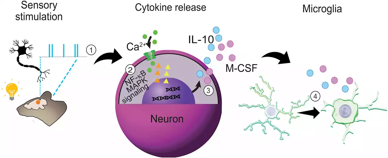 Finding flicker's therapeutic pathway, opening the door to non-invasive treatments for neurodegenerative diseases