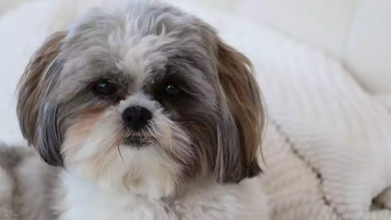 El perrito ‘Chiky’ volvió con su familia luego de que delincuentes robaran una casa en Itagüí