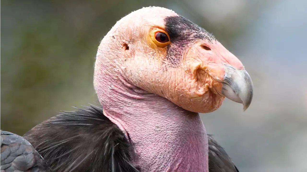 International Vulture Awareness Day lovingly honors ‘nature's cleanup crew'