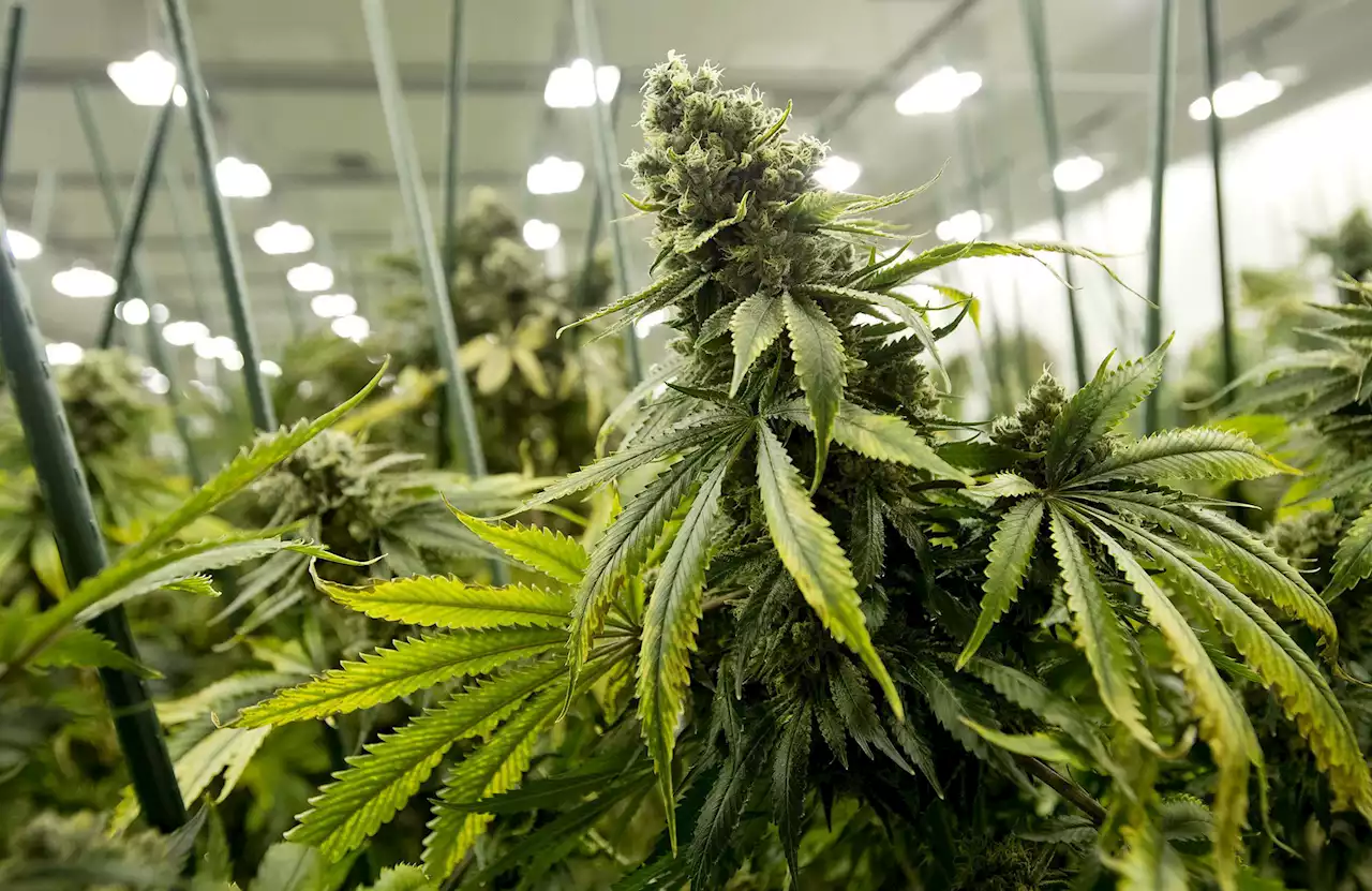 US Health Dept. recommends easing federal restrictions on Marijuana