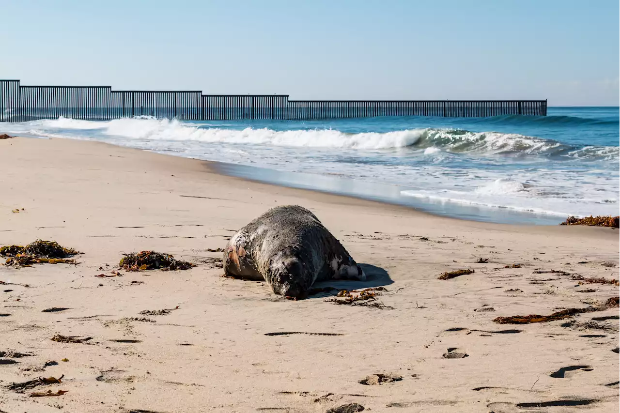 Bird flu spreads rapidly across South America killing scores of sea lions