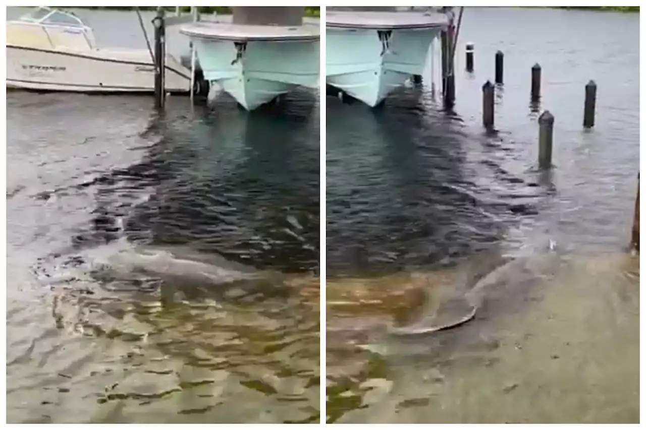 Manatee munches on submerged Florida yard after Idalia flooding