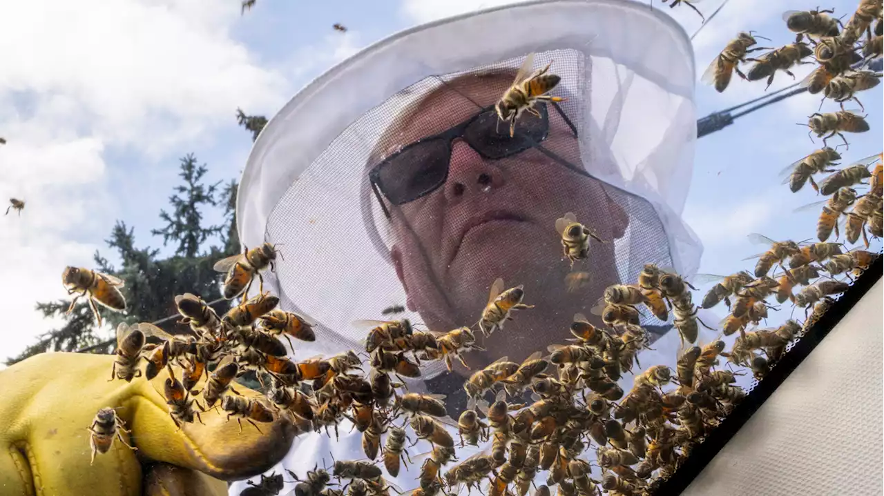 5 million bees fall off a truck near Toronto and drivers are asked to close windows