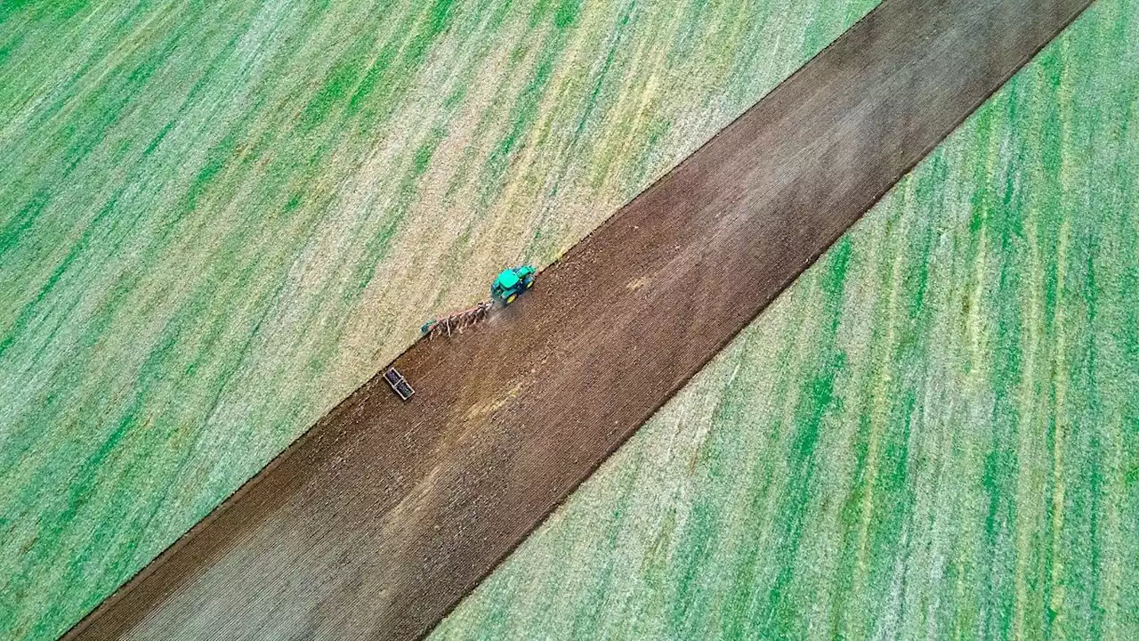 Mehr Getreide bei Ernte erwartet: Aber schlechtere Qualität