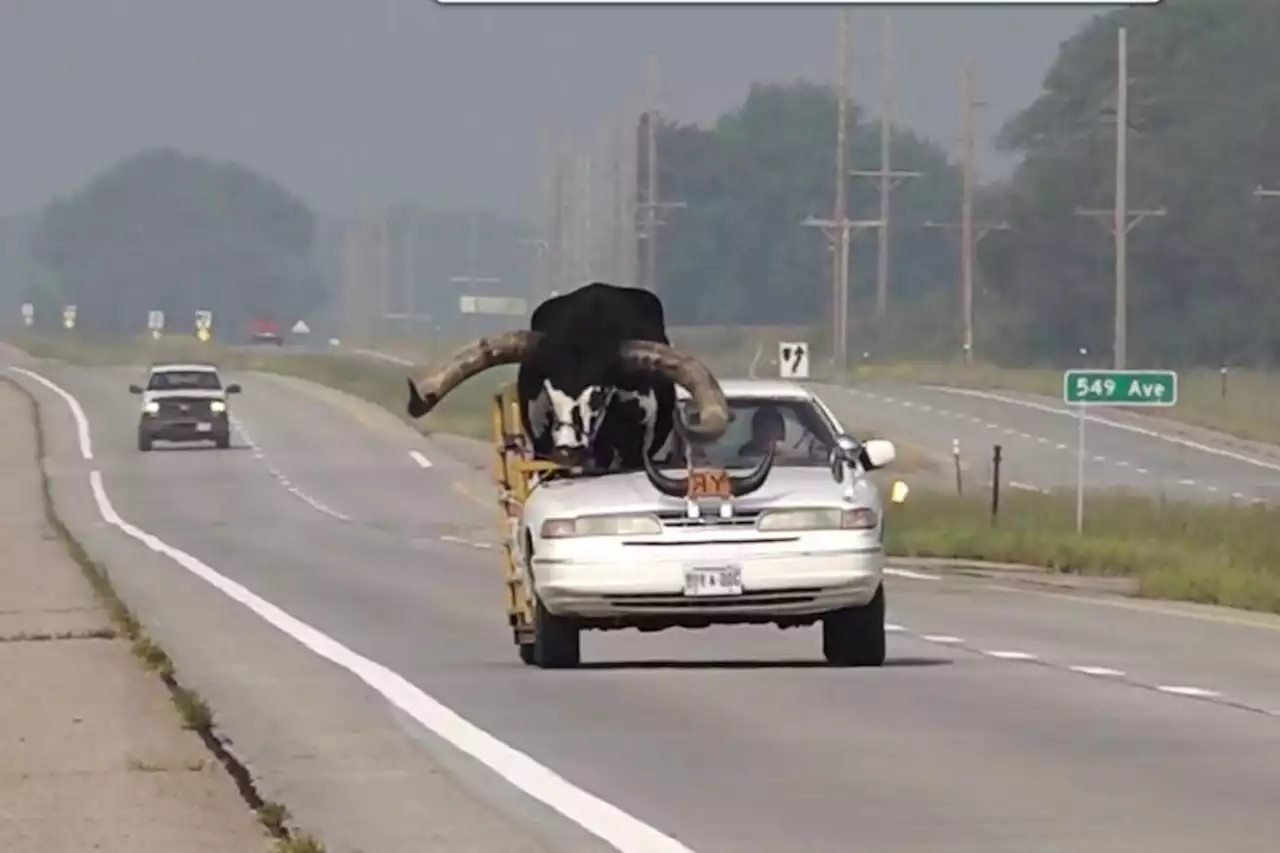 Man pulled over for driving with huge bull called Howdy Doody in passenger seat