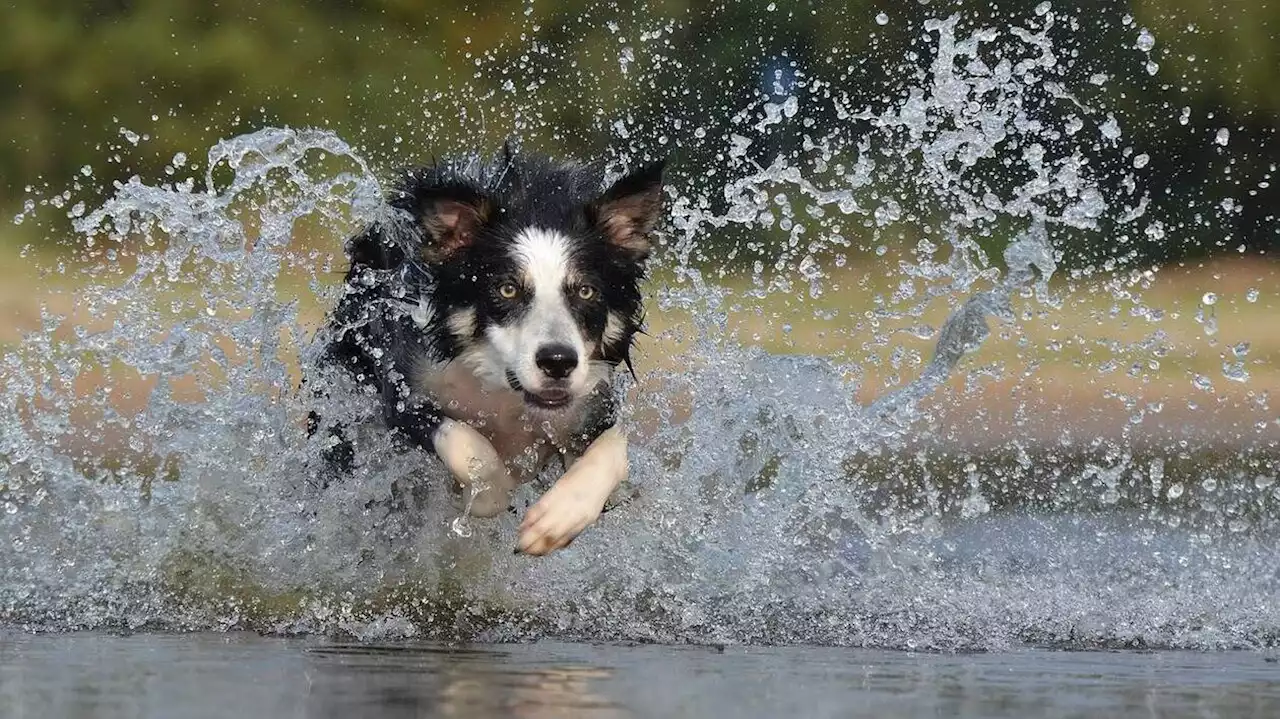 Chiens intoxiqués dans un lac de Gironde : des cyanobactéries retrouvées dans une nouvelle analyse