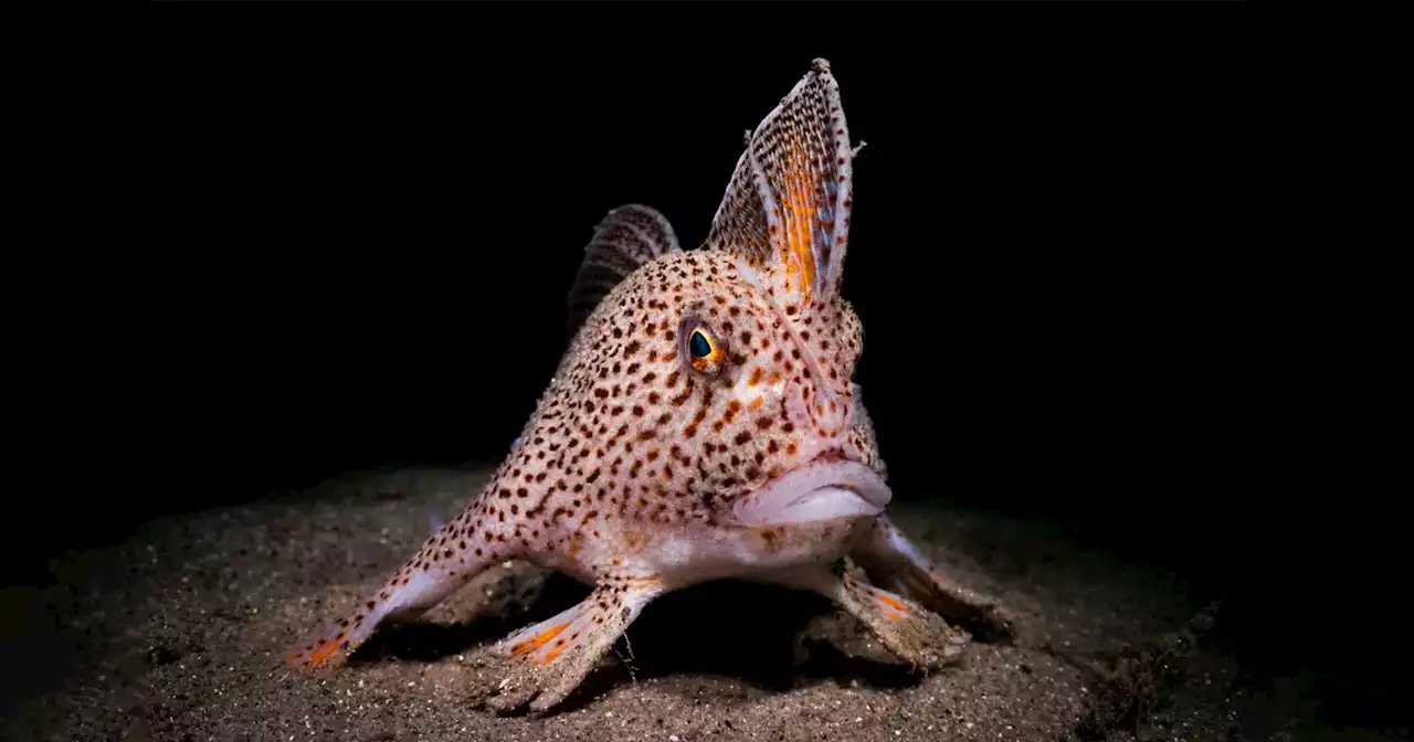 Photographer Captures Rare Fish That Walks on its Hands