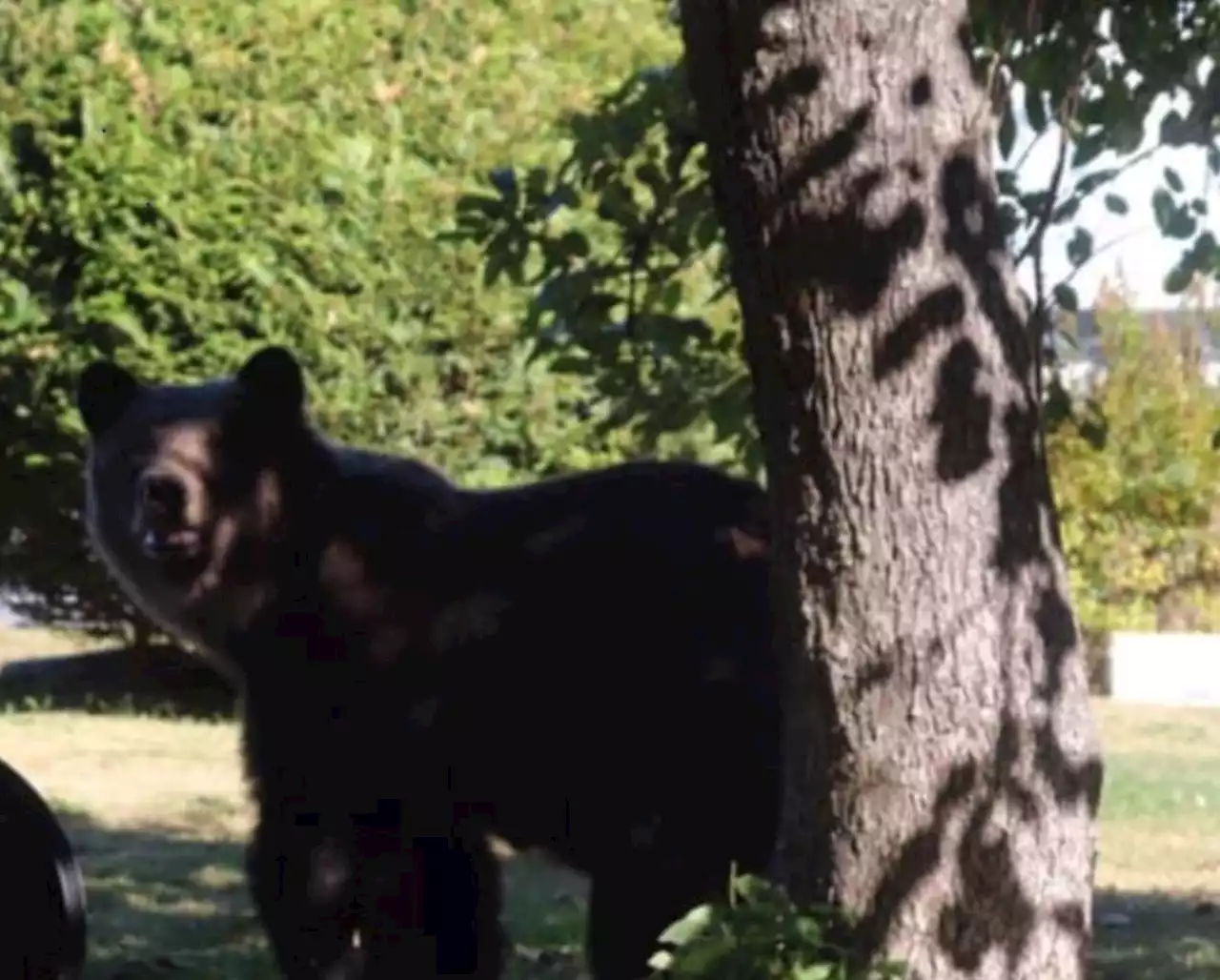 Conservation Officer Service seeks clues in illegal shooting of Squamish grizzly