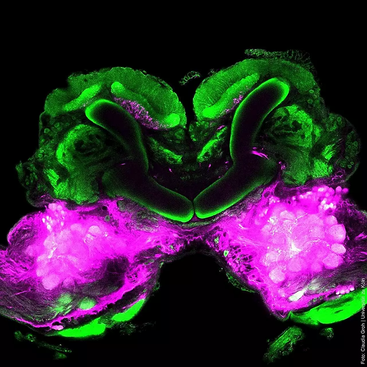 Brain circuit study finds control of behavioral decisions is similar in insects and mammals