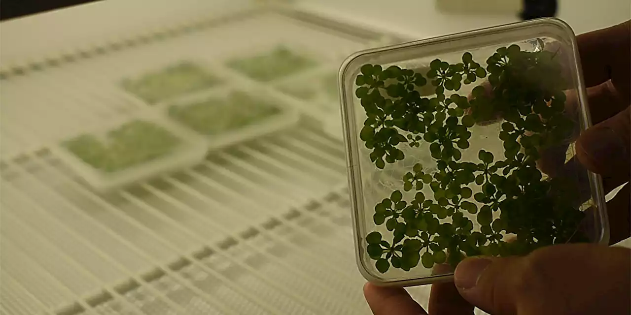 Researchers reveal biological pathway in plants that could be targeted to breed more resilient crops