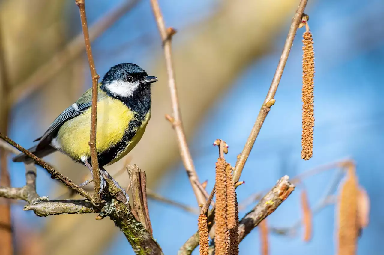 Study predicts songbirds' alarm calls will be impacted by high temperatures due to climate change