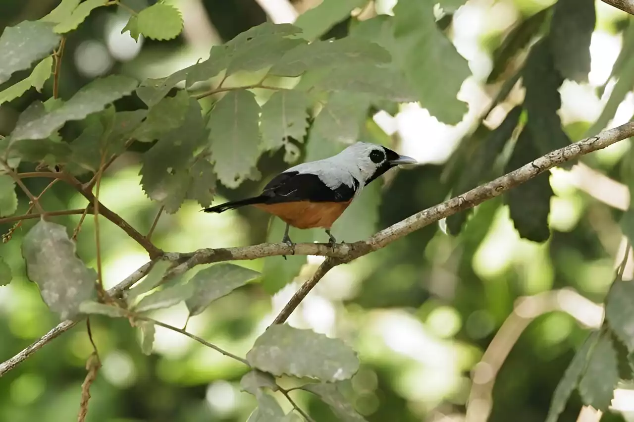 Tracking the migration adventures of Black-winged Monarchs