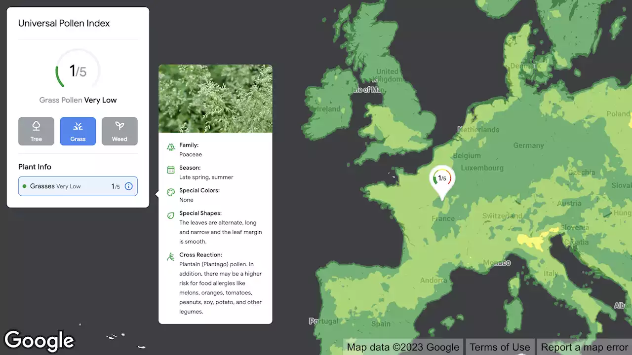 Google’s new pollen mapping tool aims to reduce allergy season suffering