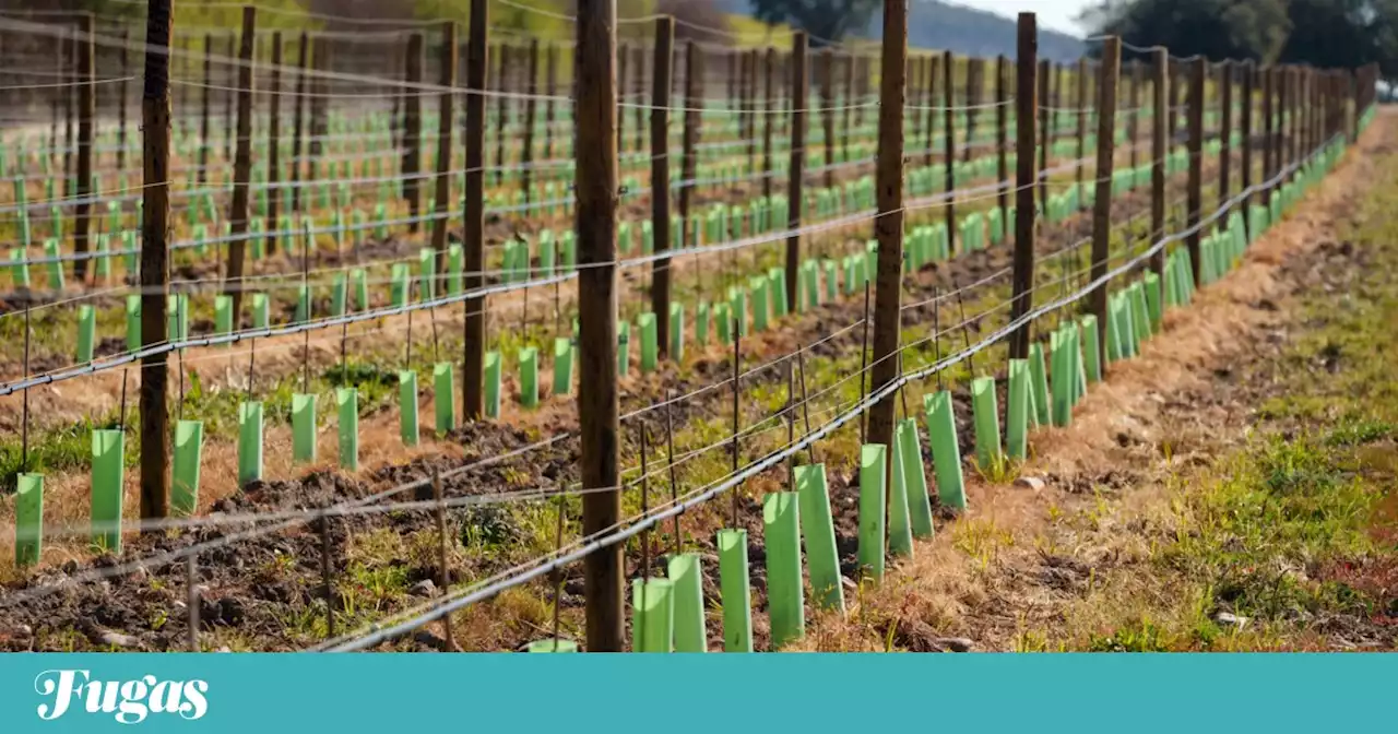 Programa VITIS com novas condições para o apoio à reestruturação da vinha