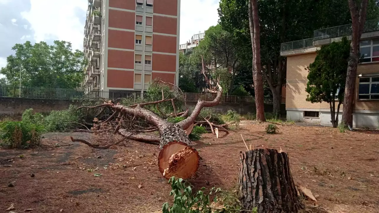 Alberi pericolosi nelle scuole, nel IV municipio ne verranno abbattuti 115