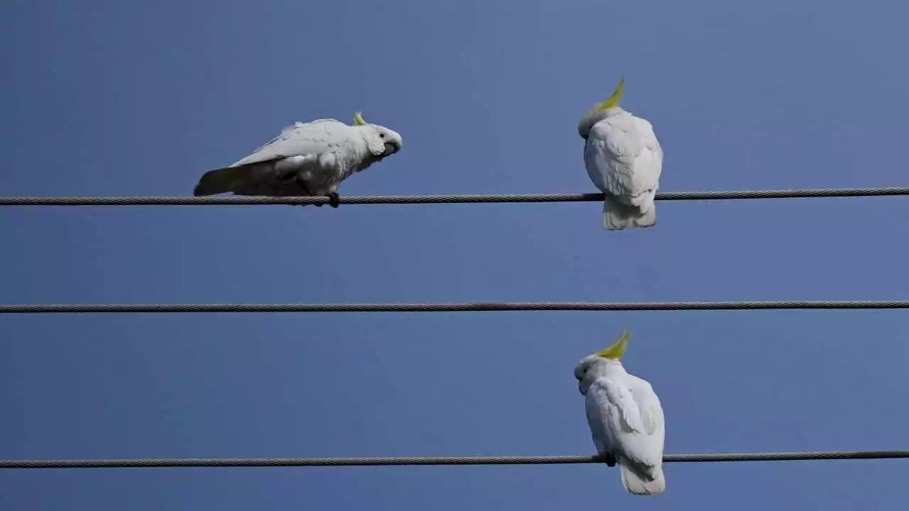 Report warns of heightened risk of blackouts this coming summer