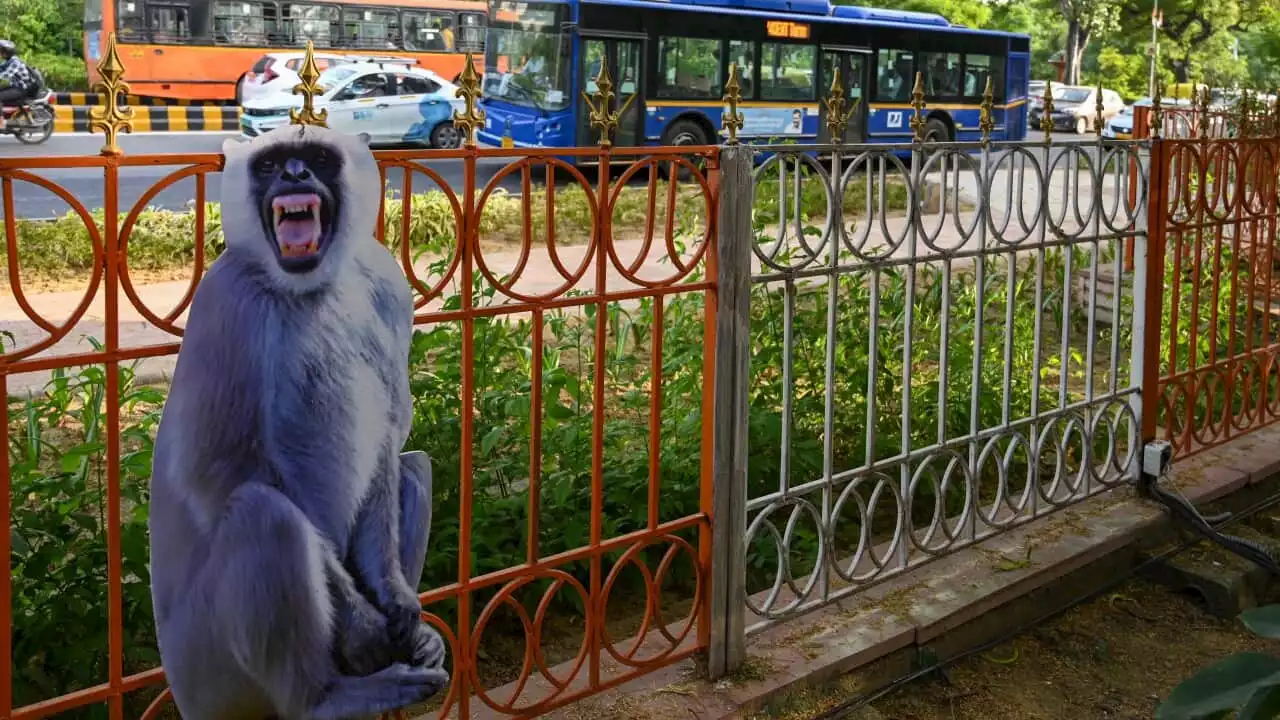 Why New Delhi is training people to mock the sounds of this primate