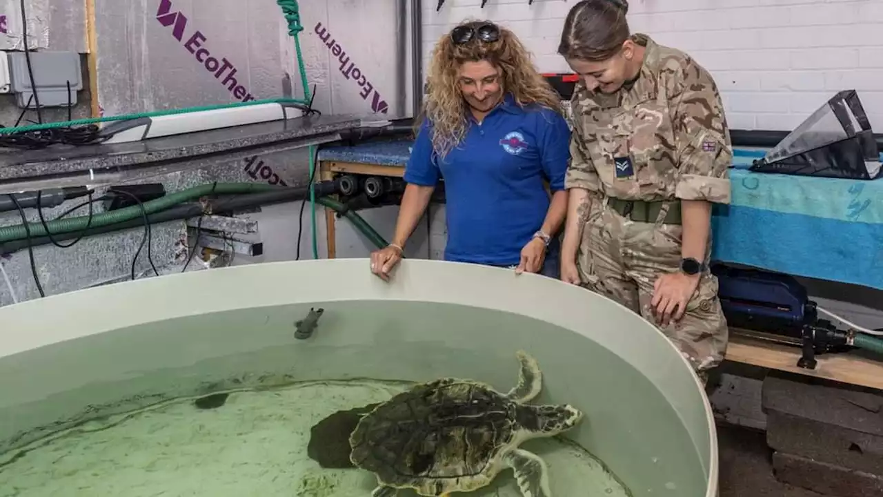 Turtle washed up on beach in Flintshire flown over 4,000 miles to its home