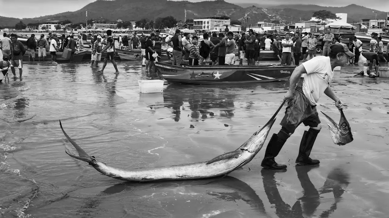 Wildlife Photographer of the Year: First competition images expose human impact on fragile world of nature