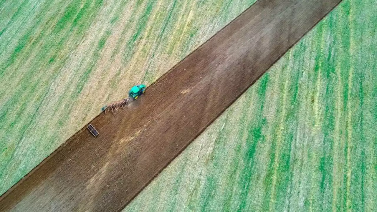 Mehr Getreide bei Ernte erwartet: Aber schlechtere Qualität