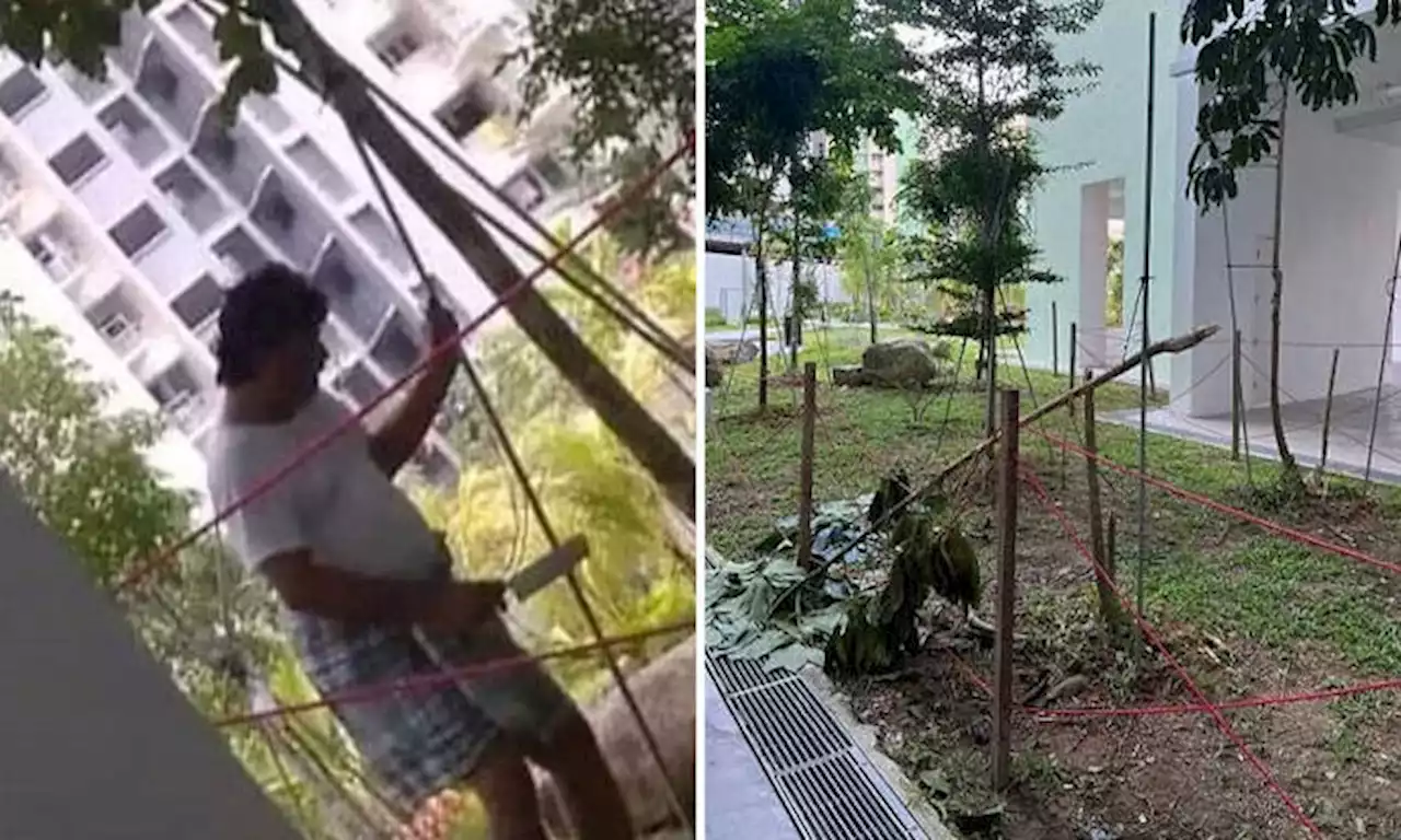 Tampines Town Council looking for man who illegally chopped down tree at new BTO estate