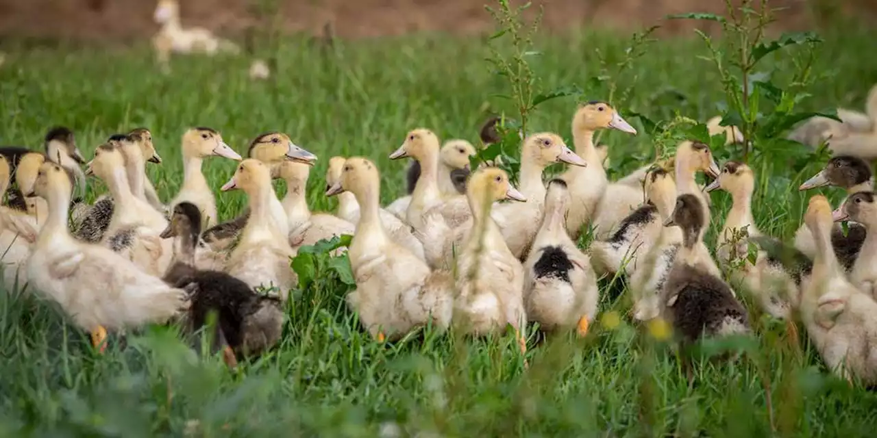 Grippe aviaire : « une nouvelle étape », la campagne de vaccination lancée début octobre