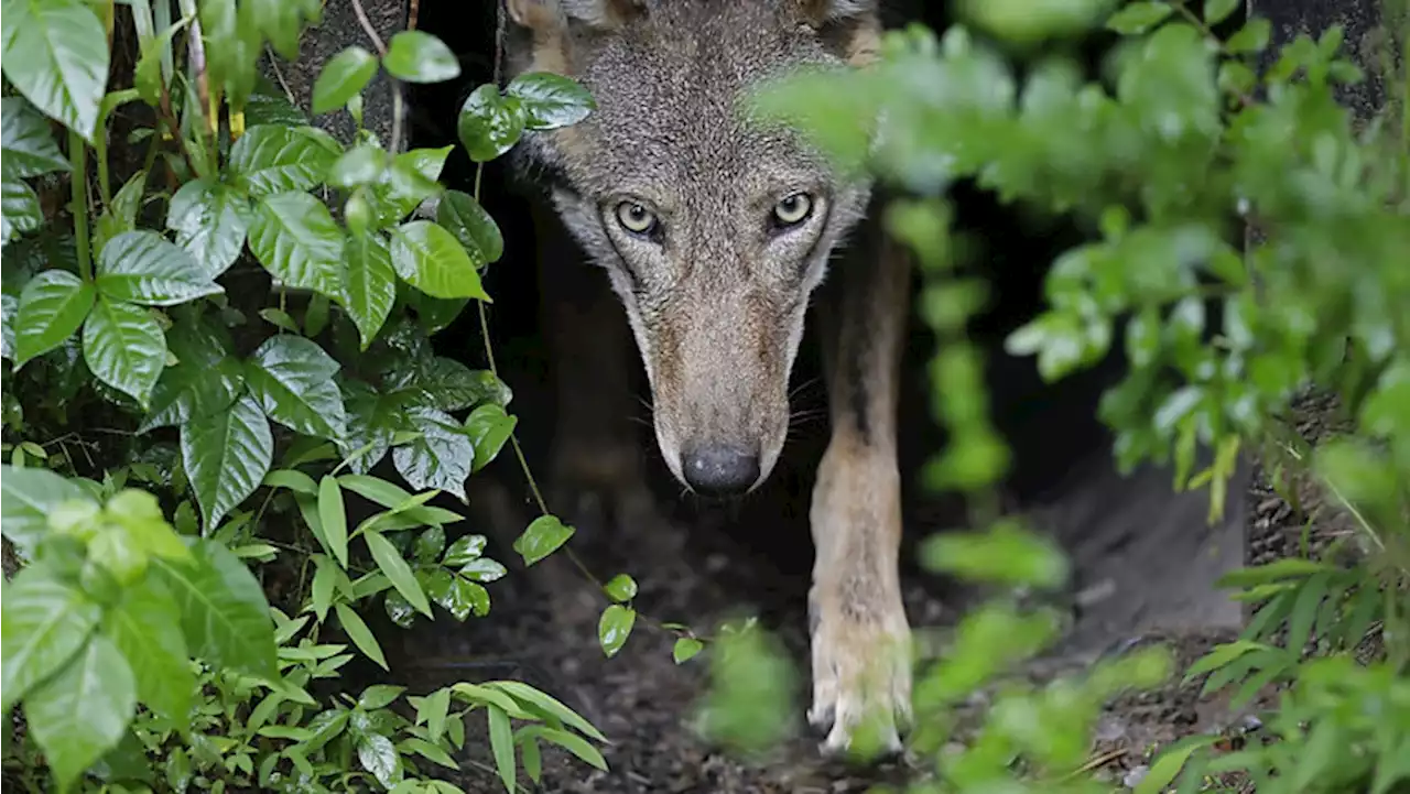 Dem Calfeisen-Wolfsrudel geht es jetzt auch im Glarnerland an den Kragen