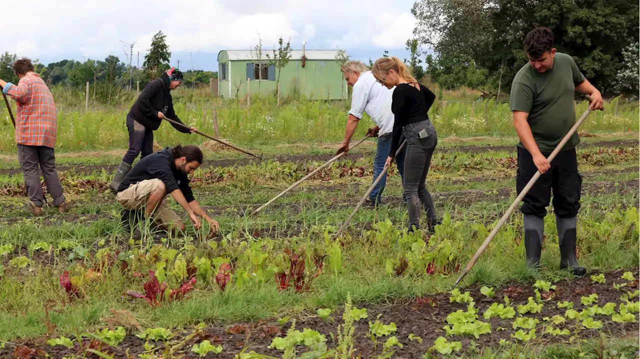 Vom Beet bis zum Gemeinschaftsgarten: Gartenprojekte in Potsdam zum Mitmachen