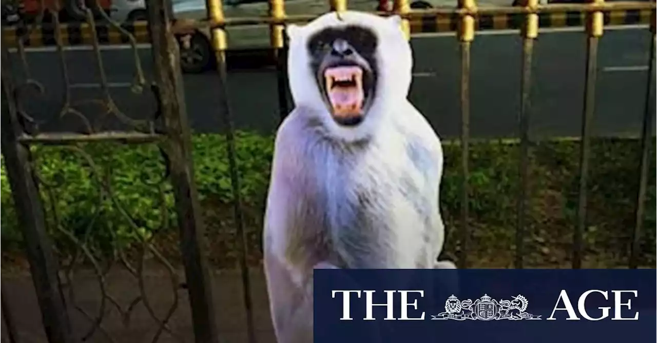 Barking ‘monkey-men’ to scare away macaques ahead of G20