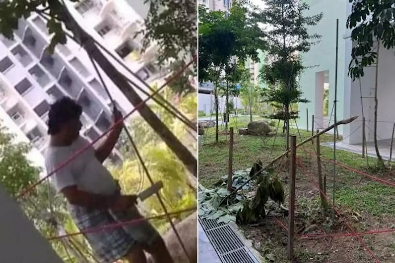 Wanted: Man who chopped tree down at new Tampines BTO estate