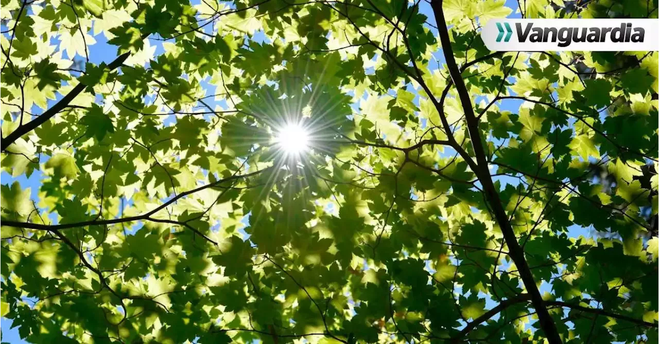 El Cambio Climático Amenaza La Fotosíntesis En Los Bosques Tropicales Y ...