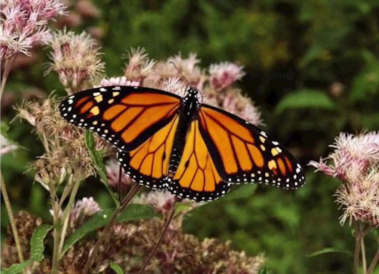 Acuña se prepara para dar la bienvenida a la Mariposa Monarca en su viaje anual