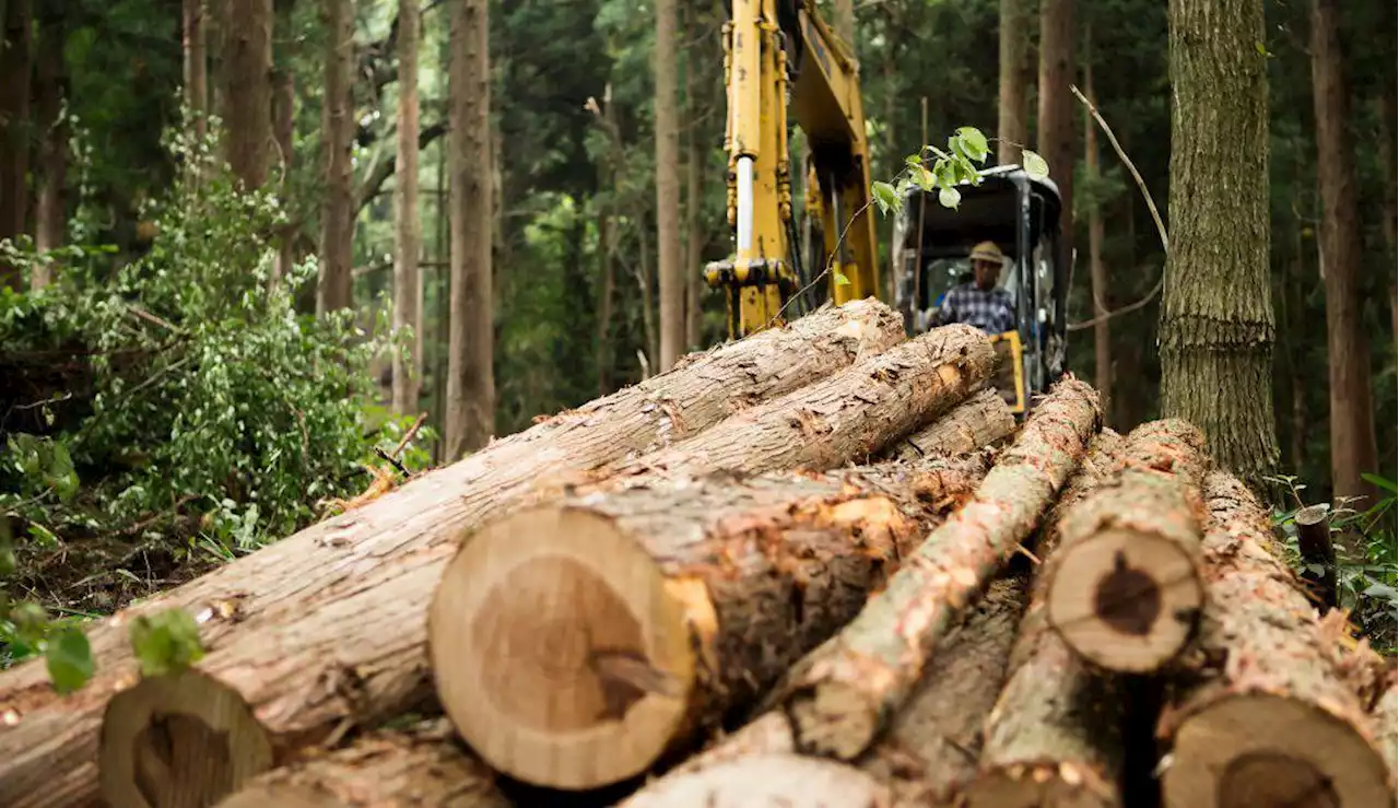 Brasil deforestó en 38 años un área equivalente a más de dos veces la de Alemania